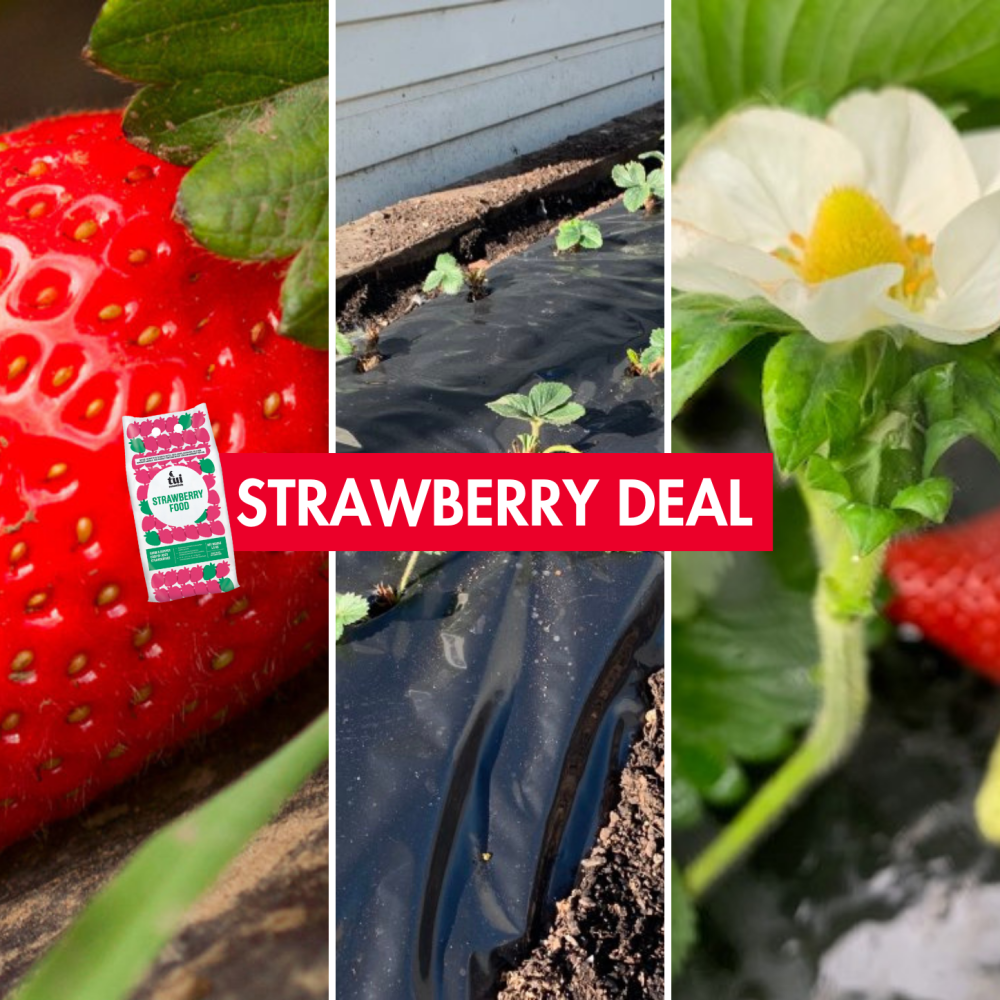 Strawberry 50 Plants Strawberry Food Polythene 5m